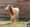 Oryx