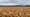 cornfield in lower mac.jpg