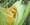 Corn earworm