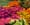 Bee Well Blooms CSA4.jpg