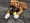 PhantomsPuppyJax.jpg