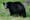 Black bear