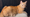 January Adoptable Pet: Mama Nugget