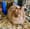 A blonde bunny looks at the camera while sitting in his cage. 
