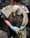  This bald eagle died from lead poisoning in September 2022 despite efforts by Centre Wildlife Care to treat it. Centre Wildlife continues to treat birds that ingest toxic levels o...