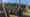 Angel Tree Farms Trees.jpg