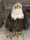  This bald eagle died from lead poisoning in January 2023 despite efforts by wildlife care experts to treat it. Eagles and other birds end up eating lead found in hunting ammunitio...