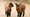 Isolated close-up of two goat babies