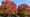 Fall foliage