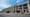 Dixie Cup plant