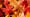 <p>The National Audubon Society considers fall leaves to be "natural vitamins" to use in yards. </p>