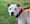 white dog with dark eyes on a red leash