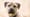 June's Adoptable Pet: Whiskey