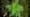 Ragweed