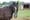 Horse at Good Work Farm