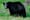 Black bear