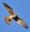 American Kestrel 