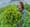 Bee Well Blooms CSA1.jpg