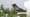 Purple Martin - St. Luke's