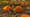 Unangst Tree Farms