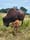 Baby bison