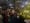 Allentown Tree Lighting 
