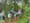 Wildlands Conservancy summer camp