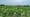 Cornfield at V7 Property