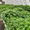 SeedFarm2