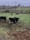 Wayne-Count-Farm-1