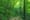 forest-trail