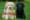 Seeing eye dogs
