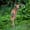 white-tailed-deer