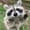 Meeko-raccoon-01