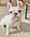 Moby-puppy-bowl