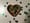 shamrock-heart-irish