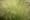 grass-allergy