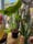 lehigh-valley-wicked-plant-fest3