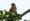 lantern-fly-bird-Marilyn-Hessinger