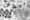 WHO-Monkeypox