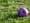 soccer-ball-purple