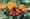 Adult-Male-Monarch-Butterfly3